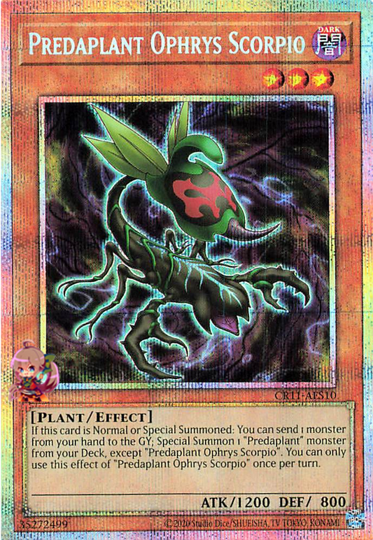 Predaplant Ophrys Scorpio [CR11-AES10-PSCR]