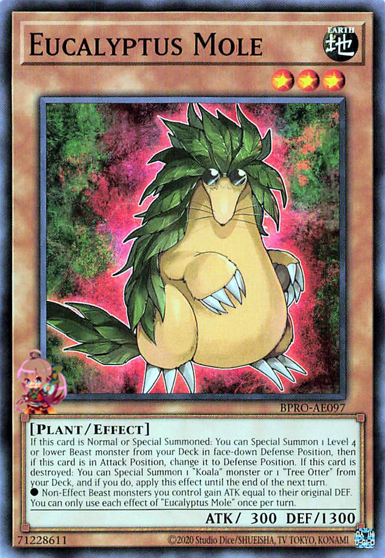 Eucalyptus Mole [BPRO-AE097-C]